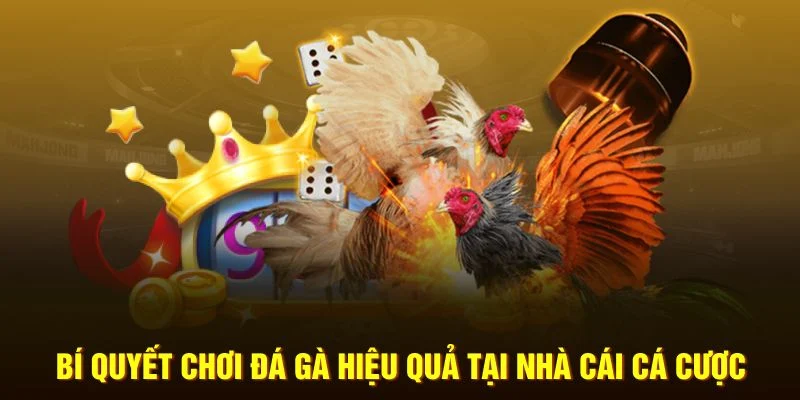 Bí quyết chơi đá gà hiệu quả tại nhà cái cá cược