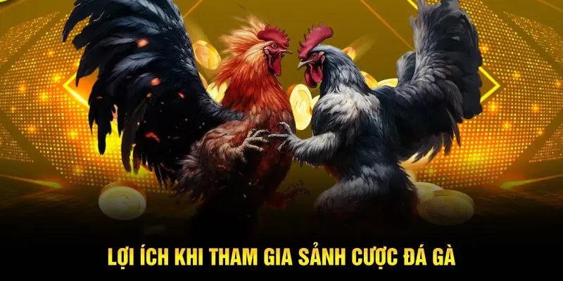 Lợi ích khi tham gia sảnh cược đá gà tại nhà cái Hubet