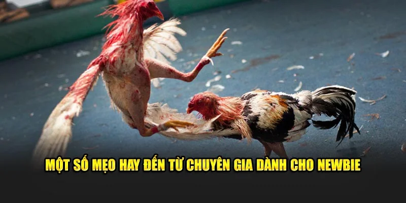 Một số mẹo hay đến từ chuyên gia dành cho newbie