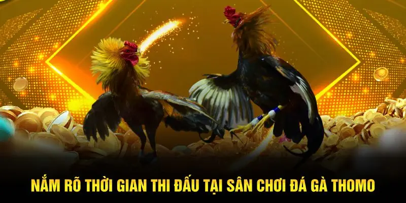 Nắm rõ thời gian thi đấu tại sân chơi đá gà Thomo