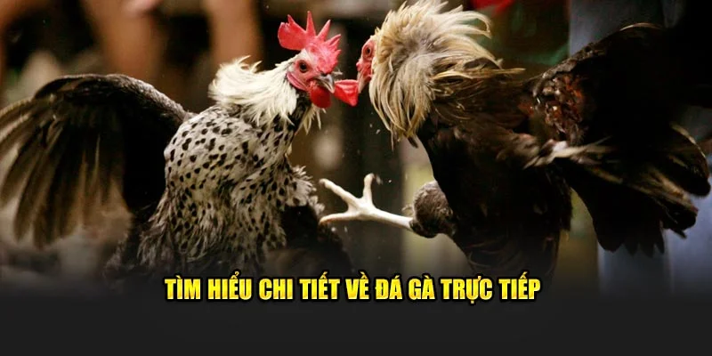 Tìm hiểu thêm thông tin về đá gà trực tiếp 