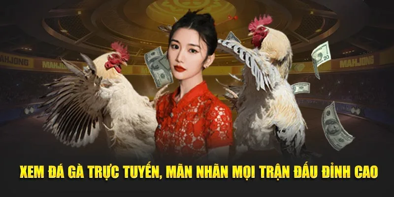 Xem đá gà trực tuyến, mãn nhãn mọi trận đấu đỉnh cao